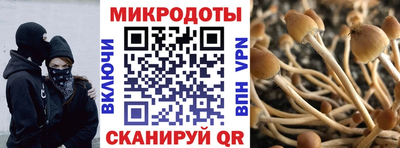 ссылка на мегу ONION  дарнет шоп  Чердынь  darknet формула  Псилоцибиновые грибы Psilocybe 